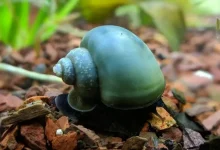 blue-mystery-snail:-a-unique-and-enchanting-addition-to-your-aquarium