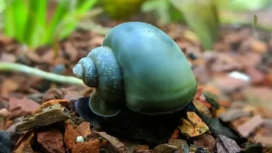 blue-mystery-snail:-a-unique-and-enchanting-addition-to-your-aquarium